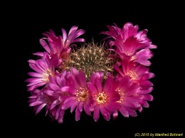 Sulcorebutia tiraquensis v. tiraquensis 2145